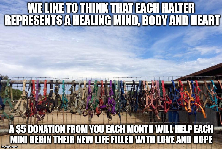 So Cal Mini Horse Sanctuary | WE LIKE TO THINK THAT EACH HALTER REPRESENTS A HEALING MIND, BODY AND HEART; A $5 DONATION FROM YOU EACH MONTH WILL HELP EACH MINI BEGIN THEIR NEW LIFE FILLED WITH LOVE AND HOPE | image tagged in love,heart,donations | made w/ Imgflip meme maker