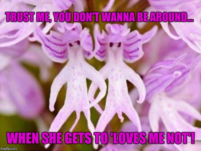 No Hanging Naked Man flowers were harmed in the making of this meme. | TRUST ME, YOU DON'T WANNA BE AROUND... WHEN SHE GETS TO 'LOVES ME NOT'! | image tagged in memes,funny,flowers,naked | made w/ Imgflip meme maker
