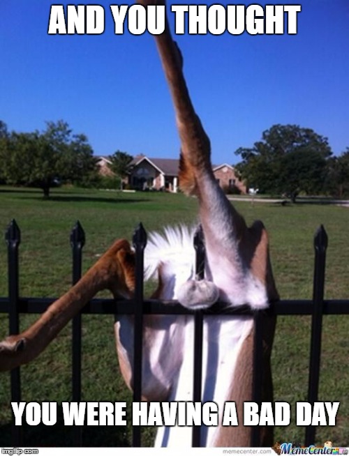 AND YOU THOUGHT; YOU WERE HAVING A BAD DAY | image tagged in nuts on a fence | made w/ Imgflip meme maker