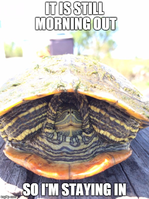 Just let me sleep | IT IS STILL MORNING OUT; SO I'M STAYING IN | image tagged in shy turtle,memes | made w/ Imgflip meme maker