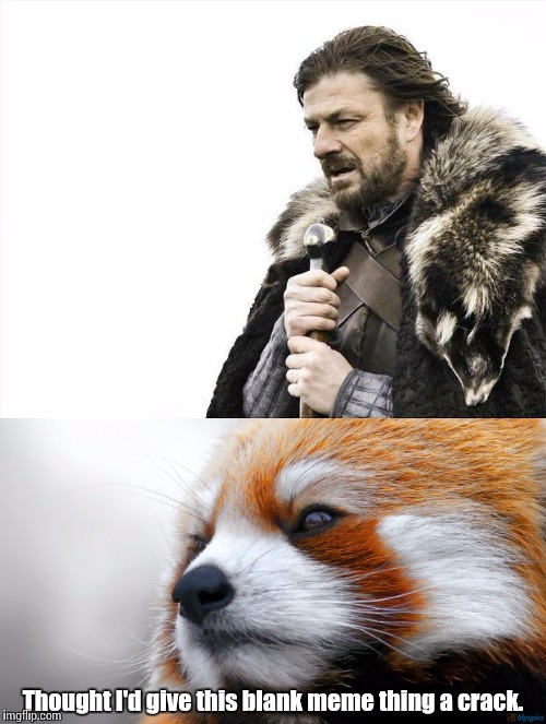 There's a certain resemblance | Thought I'd give this blank meme thing a crack. | image tagged in blank,brace yourselves,pandas | made w/ Imgflip meme maker