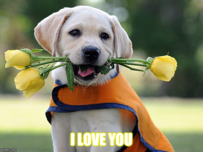 Cute dog | I LOVE YOU | image tagged in cute dog | made w/ Imgflip meme maker