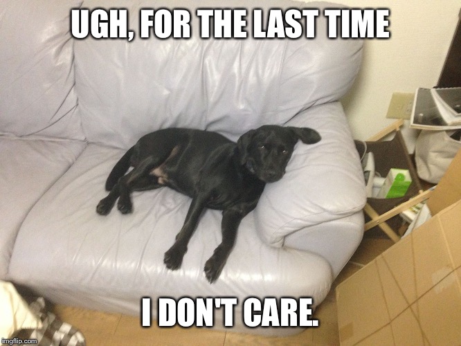 UGH, FOR THE LAST TIME; I DON'T CARE. | image tagged in apathetic dog | made w/ Imgflip meme maker