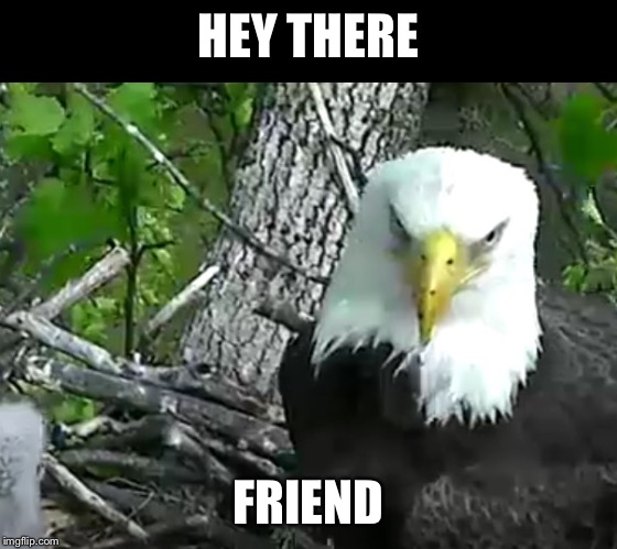 Eagle Doc. | HEY THERE; FRIEND | image tagged in eagle doc | made w/ Imgflip meme maker