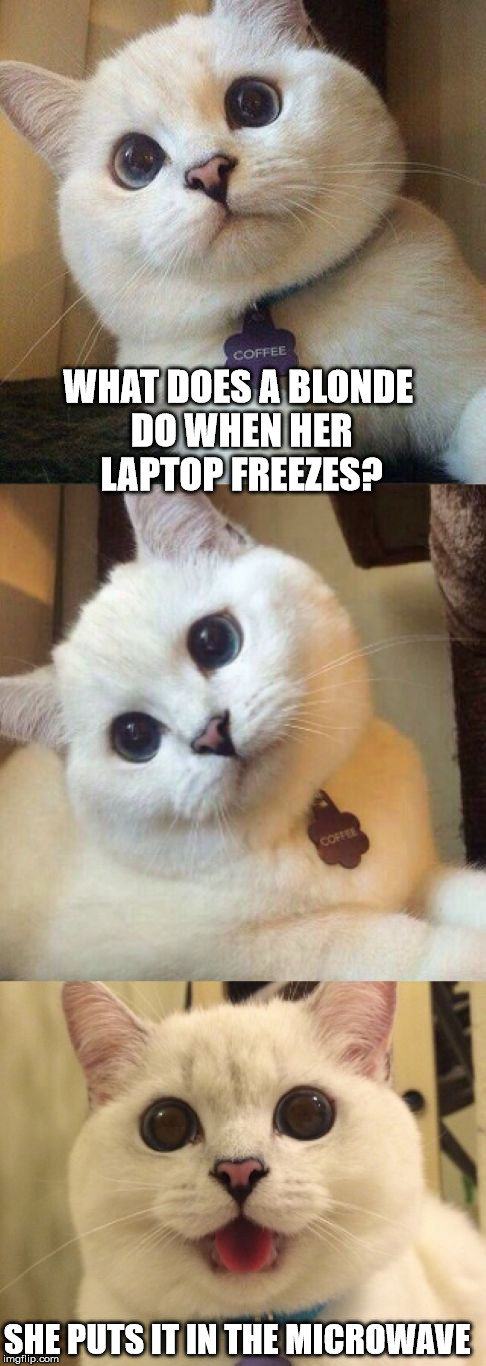 unfreezing a laptop  | WHAT DOES A BLONDE DO WHEN HER LAPTOP FREEZES? SHE PUTS IT IN THE MICROWAVE | image tagged in bad pun cat,blonds,bad pun anna kendrick | made w/ Imgflip meme maker