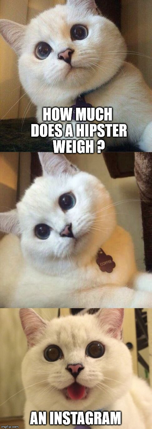 Weighing a hipster | HOW MUCH DOES A HIPSTER WEIGH ? AN INSTAGRAM | image tagged in bad pun cat,hipster,instagram | made w/ Imgflip meme maker