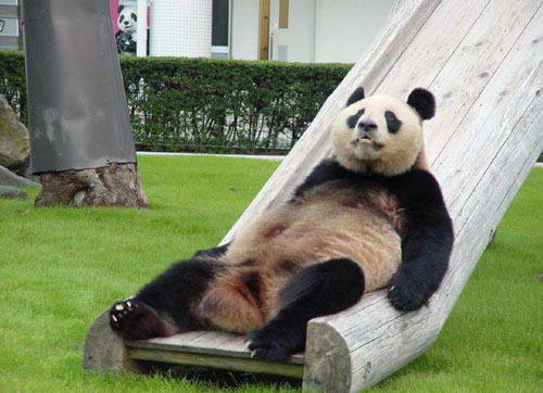 Lazy Panda Blank Meme Template