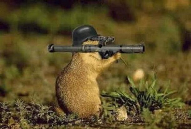 gun gerbil Blank Meme Template