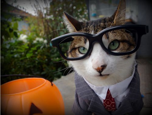 Business Cat Meme Generator - Imgflip