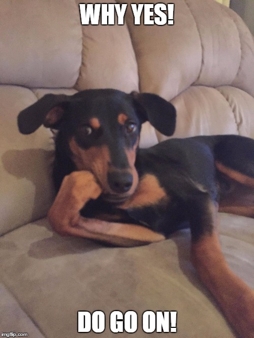 WHY YES! DO GO ON! | image tagged in wonka dog | made w/ Imgflip meme maker