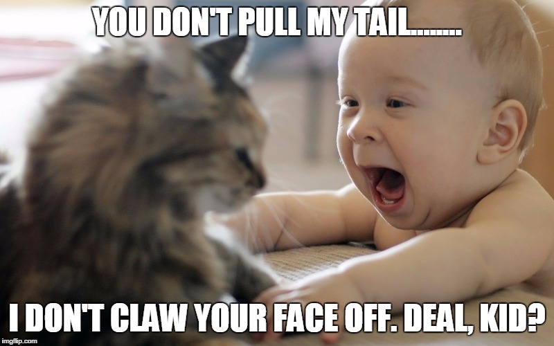 YOU DON'T PULL MY TAIL........ I DON'T CLAW YOUR FACE OFF. DEAL, KID? | image tagged in grumpy cat | made w/ Imgflip meme maker