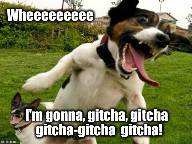 I'm gonna gitcha |  Wheeeeeeeee; I'm gonna, gitcha, gitcha  gitcha-gitcha  gitcha! | image tagged in funny dogs | made w/ Imgflip meme maker