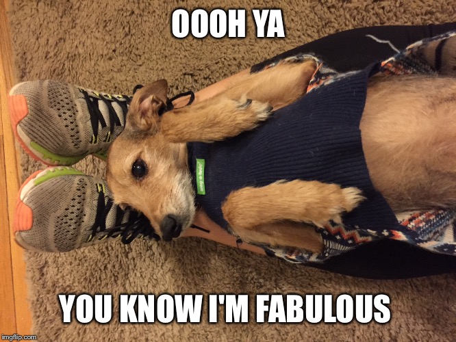 Spoiled Puppy Spa Day | OOOH YA; YOU KNOW I'M FABULOUS | image tagged in cute dog,adorable | made w/ Imgflip meme maker