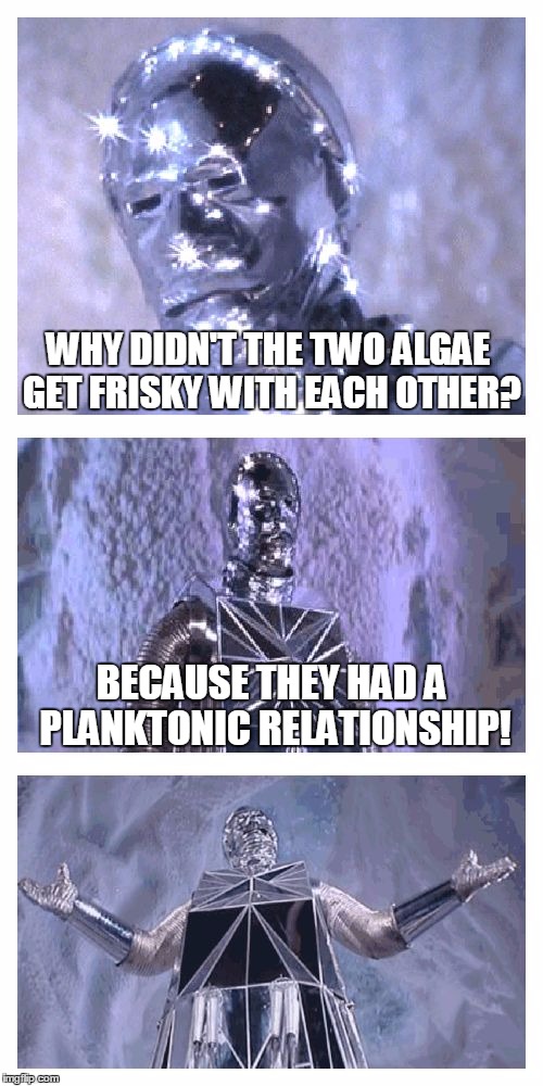 Bad Pun Box | WHY DIDN'T THE TWO ALGAE GET FRISKY WITH EACH OTHER? BECAUSE THEY HAD A PLANKTONIC RELATIONSHIP! | image tagged in bad pun box,memes,plankton,fish,sea greens,protein from the sea | made w/ Imgflip meme maker