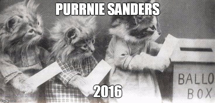 Voting Kittens |  PURRNIE SANDERS; 2016 | image tagged in voting kittens | made w/ Imgflip meme maker