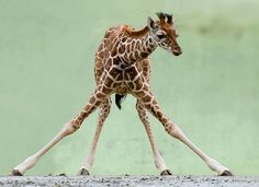 giraffe Blank Meme Template