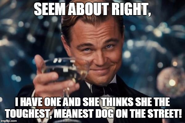 Leonardo Dicaprio Cheers Meme | SEEM ABOUT RIGHT, I HAVE ONE AND SHE THINKS SHE THE TOUGHEST, MEANEST DOG ON THE STREET! | image tagged in memes,leonardo dicaprio cheers | made w/ Imgflip meme maker