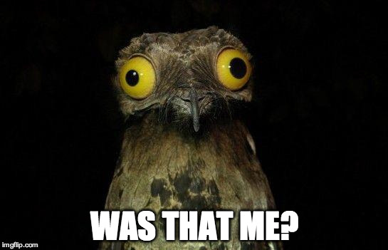 Crazy eyed bird | WAS THAT ME? | image tagged in crazy eyed bird | made w/ Imgflip meme maker