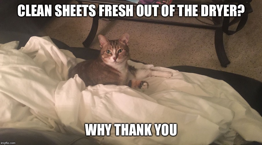 When the clean sheets are fresh out of the dryer | CLEAN SHEETS FRESH OUT OF THE DRYER? WHY THANK YOU | image tagged in clean sheets,cats,memes | made w/ Imgflip meme maker