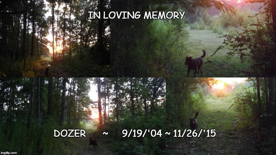 Image tagged in loving dogs,dozer dog Imgflip