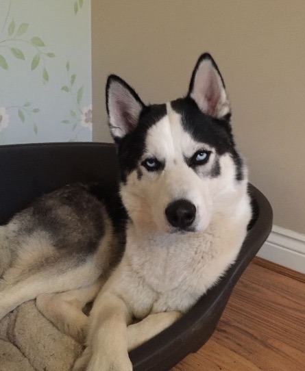 Unimpressed husky Blank Meme Template