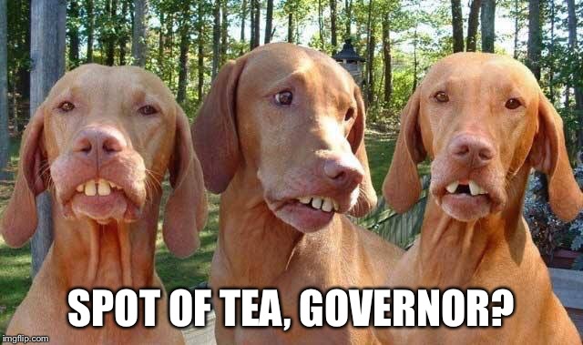 Buck tooth dogs | SPOT OF TEA, GOVERNOR? | image tagged in buck tooth dogs | made w/ Imgflip meme maker