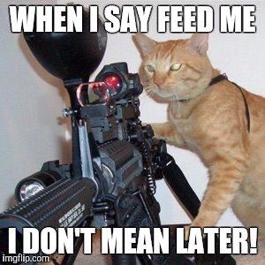 cat with gun | WHEN I SAY FEED ME; I DON'T MEAN LATER! | image tagged in cat with gun | made w/ Imgflip meme maker