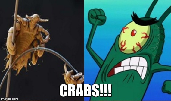 Crab Rant | CRABS!!! | image tagged in plankton,spongebob,pubic crabs,rant,war,nickelodeon | made w/ Imgflip meme maker