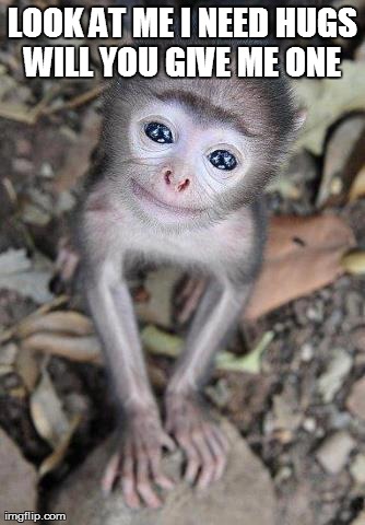 LOOK AT ME I NEED HUGS WILL YOU GIVE ME ONE  | image tagged in cute monkey | made w/ Imgflip meme maker