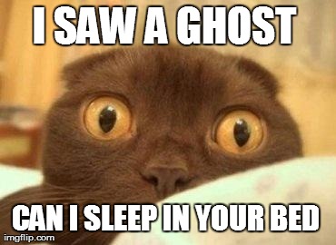 I SAW A GHOST  CAN I SLEEP IN YOUR BED  | image tagged in scary cat | made w/ Imgflip meme maker