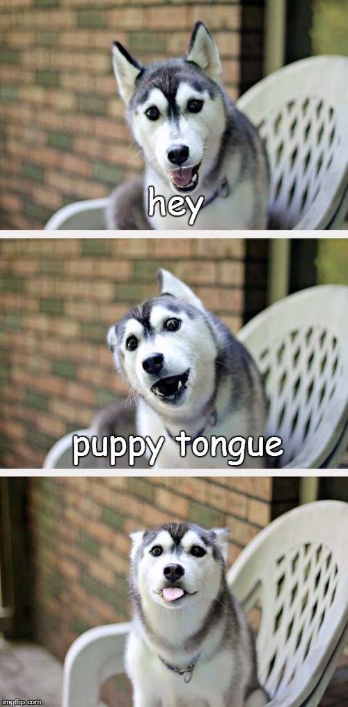 puppy tongue | hey; puppy tongue | image tagged in bad pun dog 2,puppy,tongue,bad pun dog,memes | made w/ Imgflip meme maker