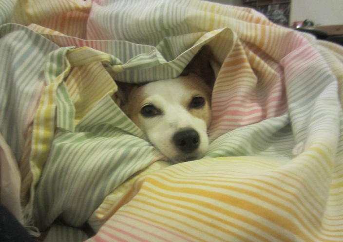 High Quality Dog hiding under a blanket Blank Meme Template