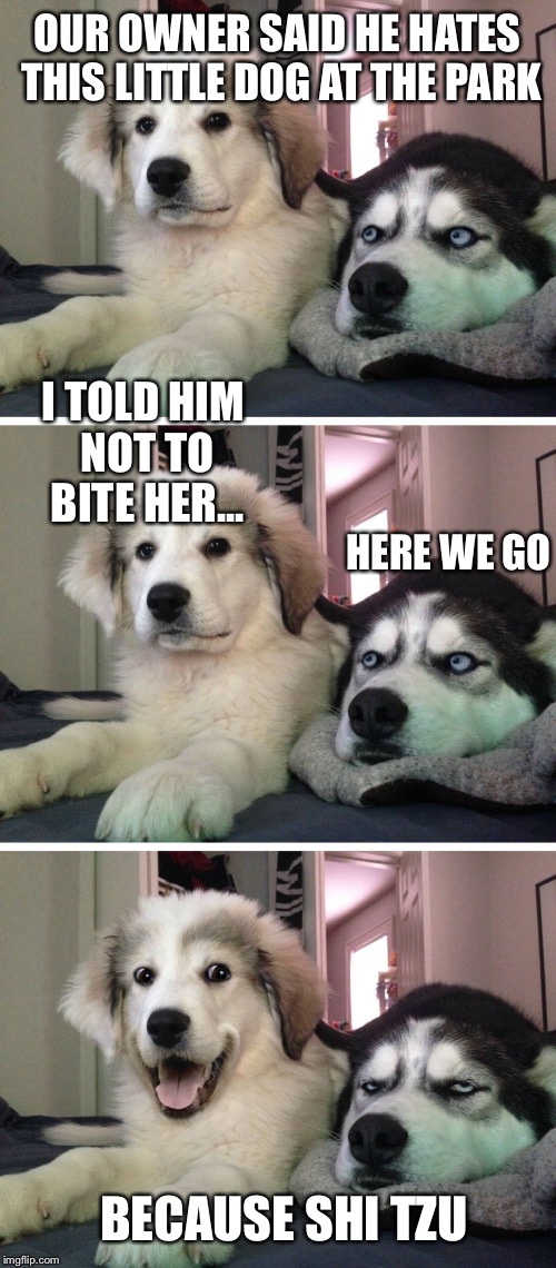 Bad pun dogs | OUR OWNER SAID HE HATES THIS LITTLE DOG AT THE PARK; I TOLD HIM NOT TO BITE HER... HERE WE GO; BECAUSE SHI TZU | image tagged in bad pun dogs | made w/ Imgflip meme maker