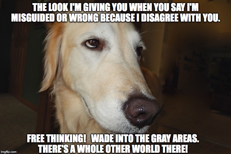 Don't be a follower | THE LOOK I'M GIVING YOU WHEN YOU SAY I'M MISGUIDED OR WRONG BECAUSE I DISAGREE WITH YOU. FREE THINKING!   WADE INTO THE GRAY AREAS.  THERE'S A WHOLE OTHER WORLD THERE! | image tagged in smart dog | made w/ Imgflip meme maker