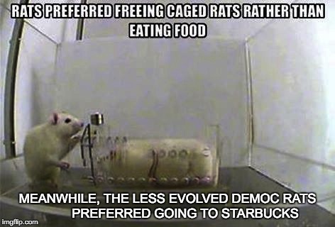 Some Rats feel.... | MEANWHILE, THE LESS EVOLVED DEMOC RATS          PREFERRED GOING TO STARBUCKS | image tagged in democrats,rats,starbucks | made w/ Imgflip meme maker