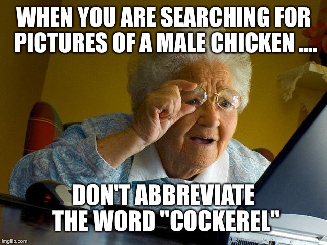 Grandma Finds The Internet | WHEN YOU ARE SEARCHING FOR PICTURES OF A MALE CHICKEN .... DON'T ABBREVIATE THE WORD "COCKEREL" | image tagged in memes,grandma finds the internet | made w/ Imgflip meme maker