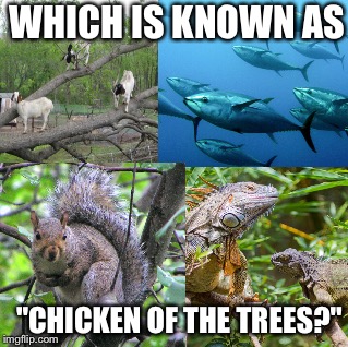 TEST YOUR KNOWLEDGE | WHICH IS KNOWN AS; "CHICKEN OF THE TREES?" | image tagged in iguana,squirrel,tuna,goat | made w/ Imgflip meme maker