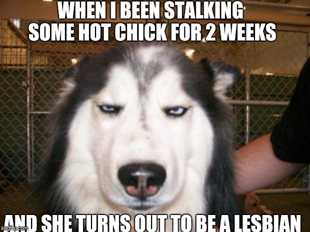Annoyed Dog | WHEN I BEEN STALKING SOME HOT CHICK FOR 2 WEEKS; AND SHE TURNS OUT TO BE A LESBIAN | image tagged in annoyed dog | made w/ Imgflip meme maker