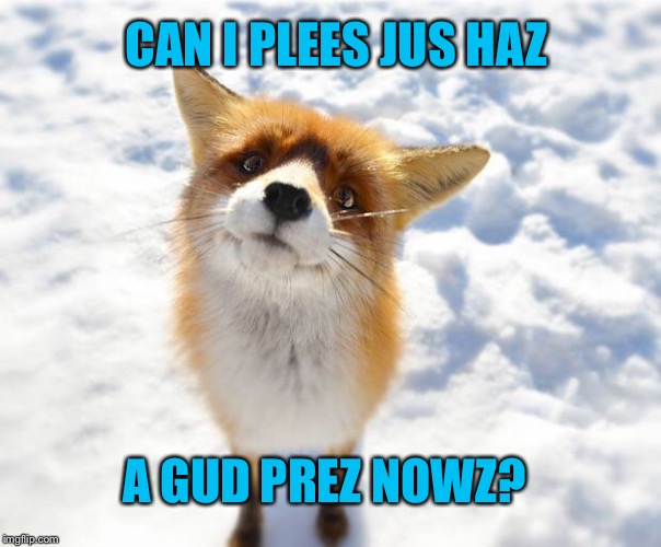 I KNOW IT'S A FOX! | CAN I PLEES JUS HAZ; A GUD PREZ NOWZ? | image tagged in what does the fox say,pleading | made w/ Imgflip meme maker