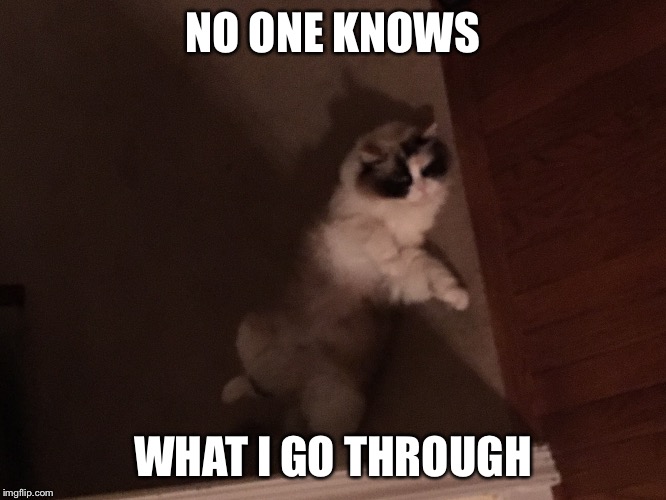 Poor cat | NO ONE KNOWS; WHAT I GO THROUGH | image tagged in izz,sad cat | made w/ Imgflip meme maker