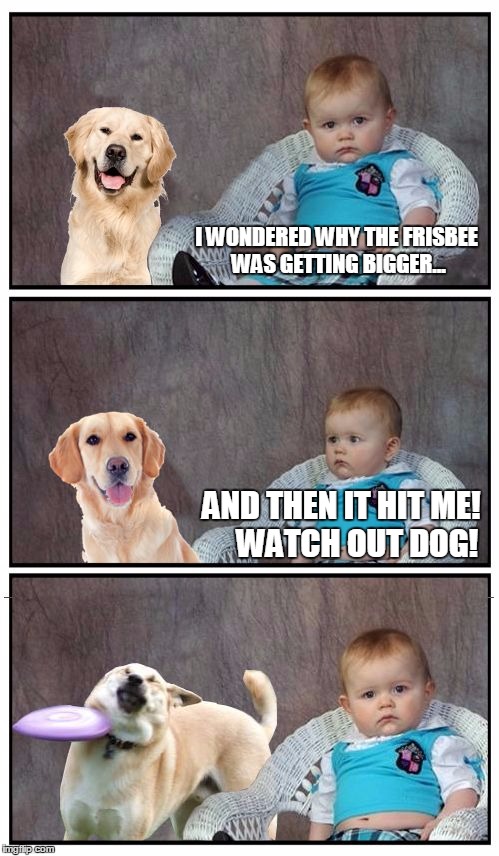 Dad Joke Frisbee Dog Memes Gifs Imgflip