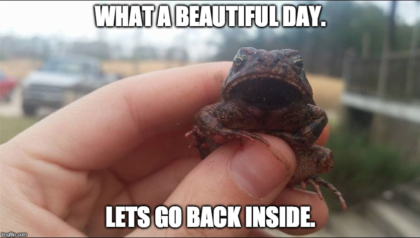 Grumpy frog is grumpy again... | WHAT A BEAUTIFUL DAY. LETS GO BACK INSIDE. | image tagged in grumpy frog,beautiful day,grumpy cat,grumpy,frog,kermit | made w/ Imgflip meme maker