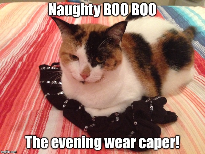 Naughty BOO BOO, the evening wear heist! | Naughty BOO BOO; The evening wear caper! | image tagged in cats,funny cats,funny cat,cat,naughty | made w/ Imgflip meme maker