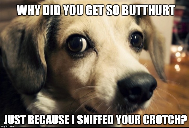 INSENSITIVE COMMENTS | WHY DID YOU GET SO BUTTHURT; JUST BECAUSE I SNIFFED YOUR CROTCH? | image tagged in sniff,overly sensitive,dog | made w/ Imgflip meme maker
