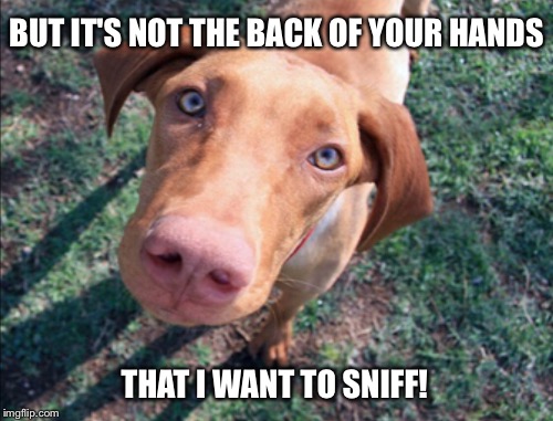 MEETING FRIENDLY DOG | BUT IT'S NOT THE BACK OF YOUR HANDS; THAT I WANT TO SNIFF! | image tagged in sniff,dog | made w/ Imgflip meme maker