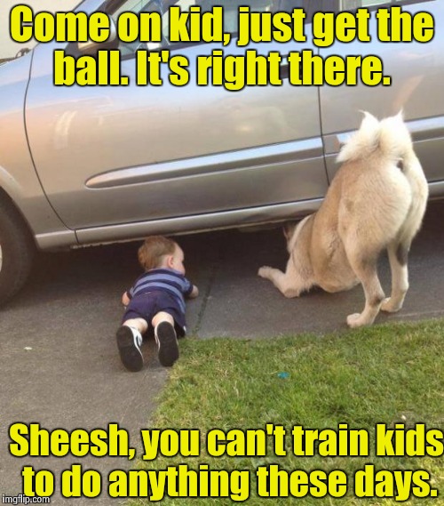 Doggone, I mean, kidgone it! | Come on kid, just get the ball. It's right there. Sheesh, you can't train kids to do anything these days. | image tagged in funny dog | made w/ Imgflip meme maker