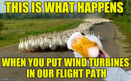 Prep for it | THIS IS WHAT HAPPENS; WHEN YOU PUT WIND TURBINES IN OUR FLIGHT PATH | image tagged in ducking funny | made w/ Imgflip meme maker