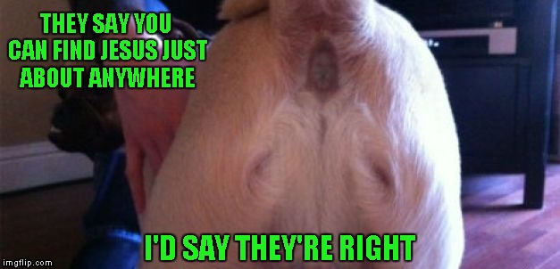 Jesus shows up in the strangest of places sometimes. | THEY SAY YOU CAN FIND JESUS JUST ABOUT ANYWHERE; I'D SAY THEY'RE RIGHT | image tagged in jesus is everywhere,memes,funny,jesus,funny dogs,jesus sightings | made w/ Imgflip meme maker