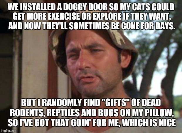 They say as a cat owner, you know your cats really love you if they give you gifts. | WE INSTALLED A DOGGY DOOR SO MY CATS COULD GET MORE EXERCISE OR EXPLORE IF THEY WANT, AND NOW THEY'LL SOMETIMES BE GONE FOR DAYS. BUT I RANDOMLY FIND "GIFTS" OF DEAD RODENTS, REPTILES AND BUGS ON MY PILLOW, SO I'VE GOT THAT GOIN' FOR ME, WHICH IS NICE | image tagged in memes,so i got that goin for me which is nice,cats | made w/ Imgflip meme maker