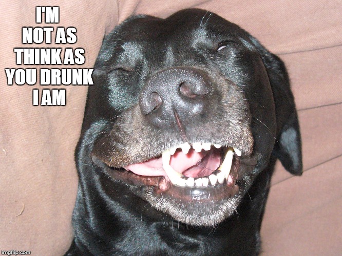 Drunk Abby |  I'M NOT AS THINK AS YOU DRUNK I AM | image tagged in dog,sleeping,drunk dog | made w/ Imgflip meme maker